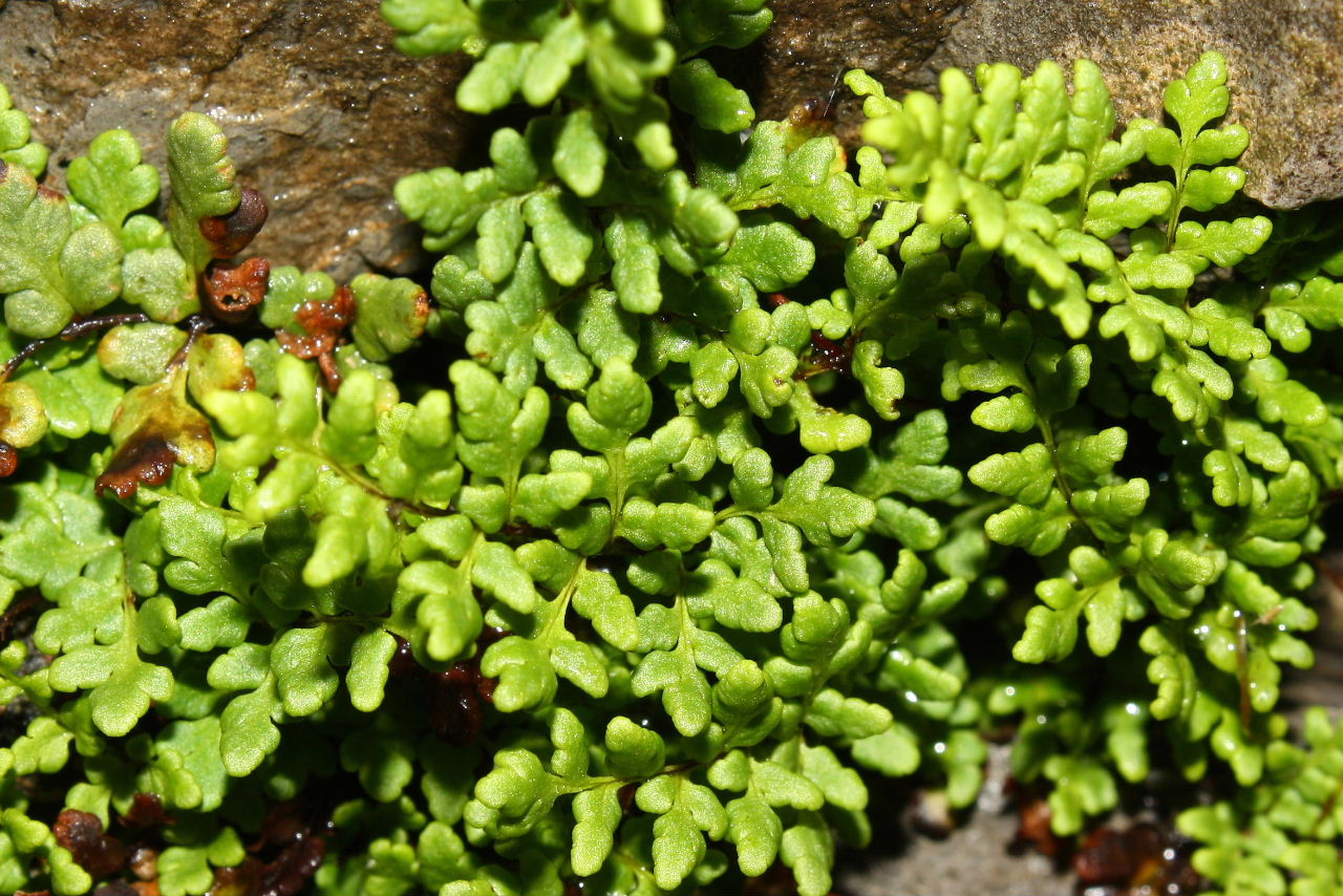 Oeosporangium acrosticum (=Cheilanthes acrostica) / Felcetta odorosa